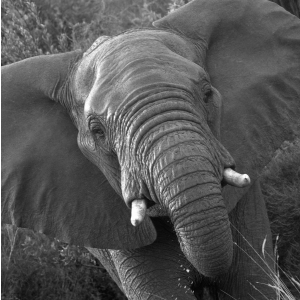 A2O Incentives Elephant Image-01
